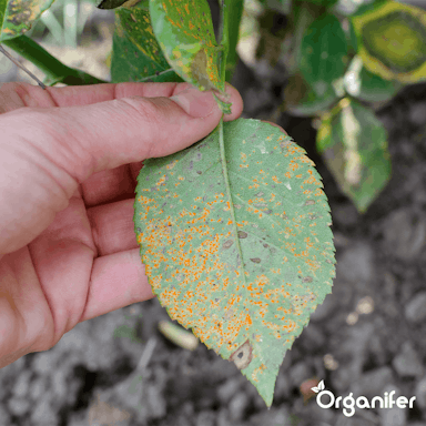 Organifer - Leaf Diseases Bladziekten Concentraat - 1 l voor 1000 m2