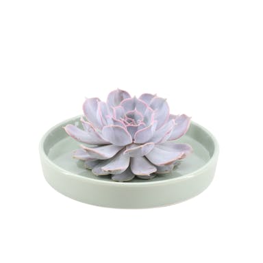 Real Succulent Lilac in green ceramic dish - Ø12-14 cm ↕5 cm - 1x Echeveria Lilacina - succulent