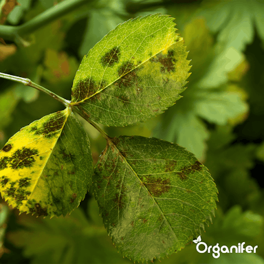 Organifer - Leaf Diseases Bladziekten Concentraat – 5 l voor 5000 m2