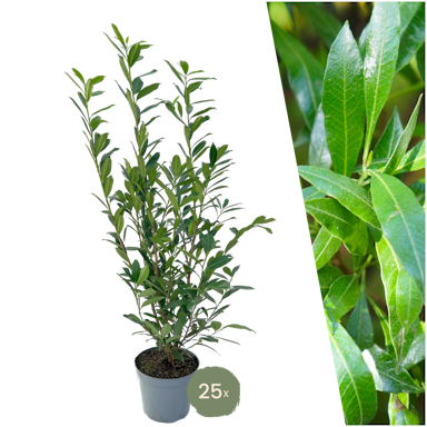 25 Large Cherry Laurel plants Caucasica for 10 linear metres of hedge | ↨ 100-125 cm in 12 litre pot