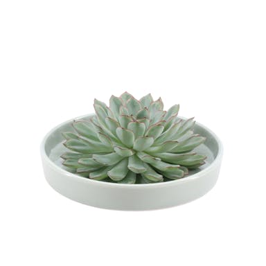 Real Succulent green in green ceramic dish - Ø12-14 cm ↕5 cm - 1x Echeveria Pulidonis|fat plant