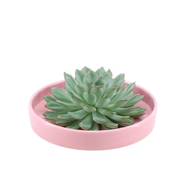 Real Succulent green in pink ceramic dish - Ø12-14 cm ↕5 cm - 1x Echeveria Pulidonis - succulent