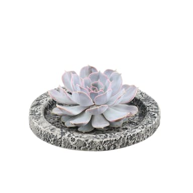 Real Succulent Lilac in Concrete ceramic bowl - Ø12-14 cm ↕5 cm - 1x Echeveria Lilacina| succulent
