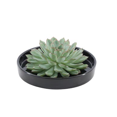 Real Succulent green in black ceramic dish - Ø12-14 cm ↕5 cm -1x Echeveria Pulidonis - succulent
