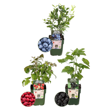Fruit party BIO Fruit plants mix set of 3 different varieties | 100% Organically grown