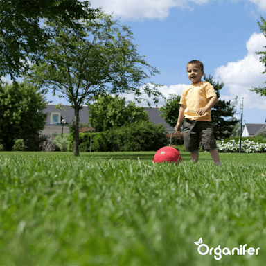 Organifer - Speelgazon Graszaad – Resilient (1 kg voor 50 m2)