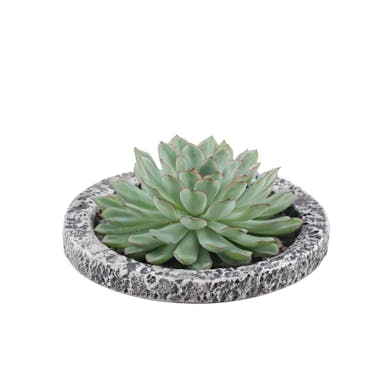Real Succulent green in Concrete ceramic bowl - Ø12-14 cm ↕5 cm|1x Echeveria Pulidonis|fat plant