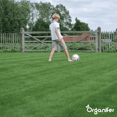Organifer - Siergazon Graszaad – Elegant (1 kg voor 50 m2)