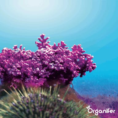 Organifer - Algenkalk Poeder - Zuiver Lithothamnium Calcareum (bigbag 1000 kg voor 5 ha)