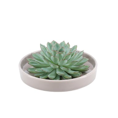 Real Succulent green in taupe ceramic dish - Ø12-14 cm ↕5 cm - 1x Echeveria Pulidonis - succulent