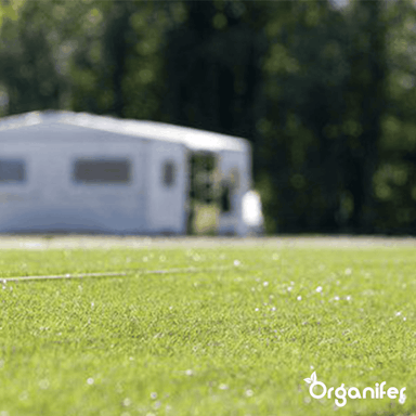 Organifer - Herstelgazon Graszaad – Resilient (1 kg voor 50 m2)