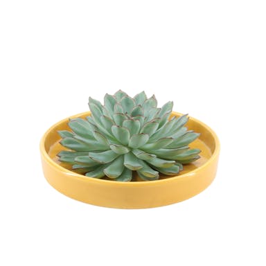 Real Succulent green in yellow ceramic dish - Ø12-14 cm↕5 cm - 1x Echeveria Pulidonis - succulent